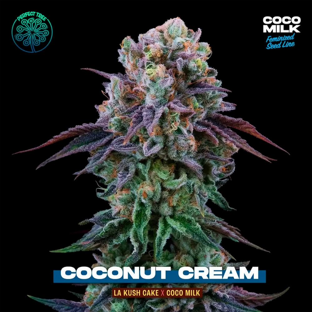 COCONUT CREAM (Perfect Tree) Semillas de marihuana feminizadas.