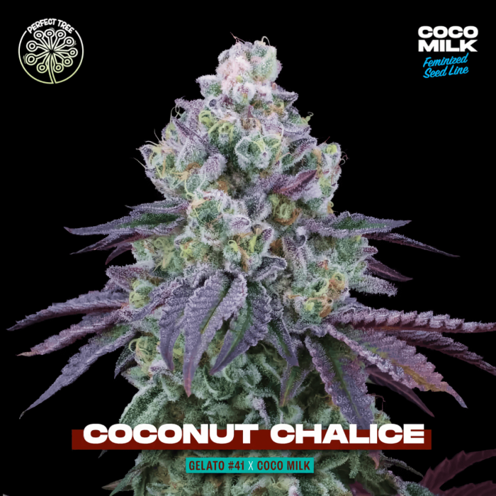 COCONUT CHALICE (Perfect Tree) cogollo y cruce