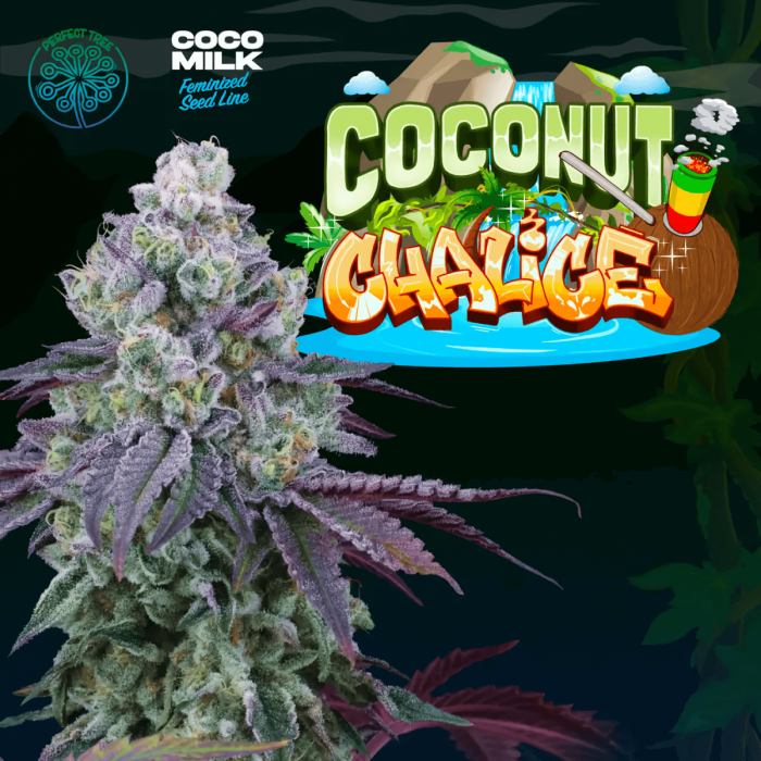 COCONUT CHALICE (Perfect Tree) Semillas de marihuana feminizadas.