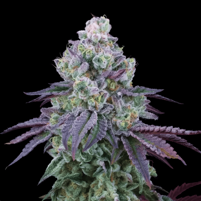 COCONUT CHALICE (Perfect Tree) cogollo resinoso de cannabis