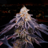 BAKED IN PARIS (Perfect Tree) Cogollo de cannabis.