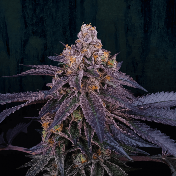 GRANITA (Perfect Tree) Cogollo de cannabis.