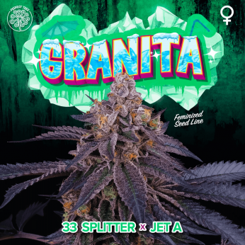 GRANITA (Perfect Tree) Semillas de marihuana feminizadas.