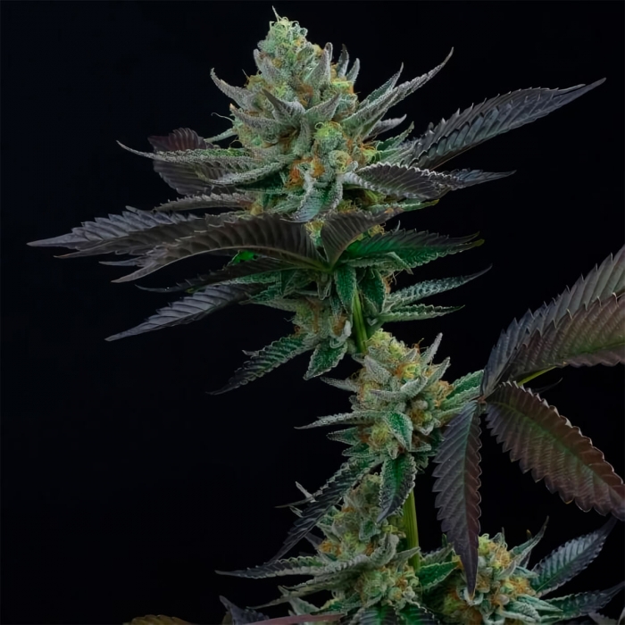 CAPRI ZUN (Perfect Tree) Cogollo resinoso de cannabis