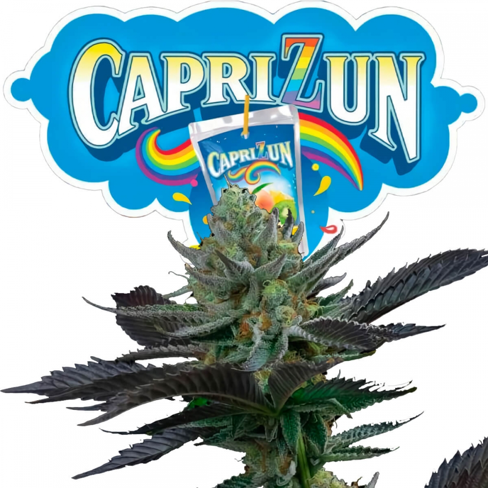 CAPRI ZUN (Perfect Tree) Semilla Marihuana feminizada.