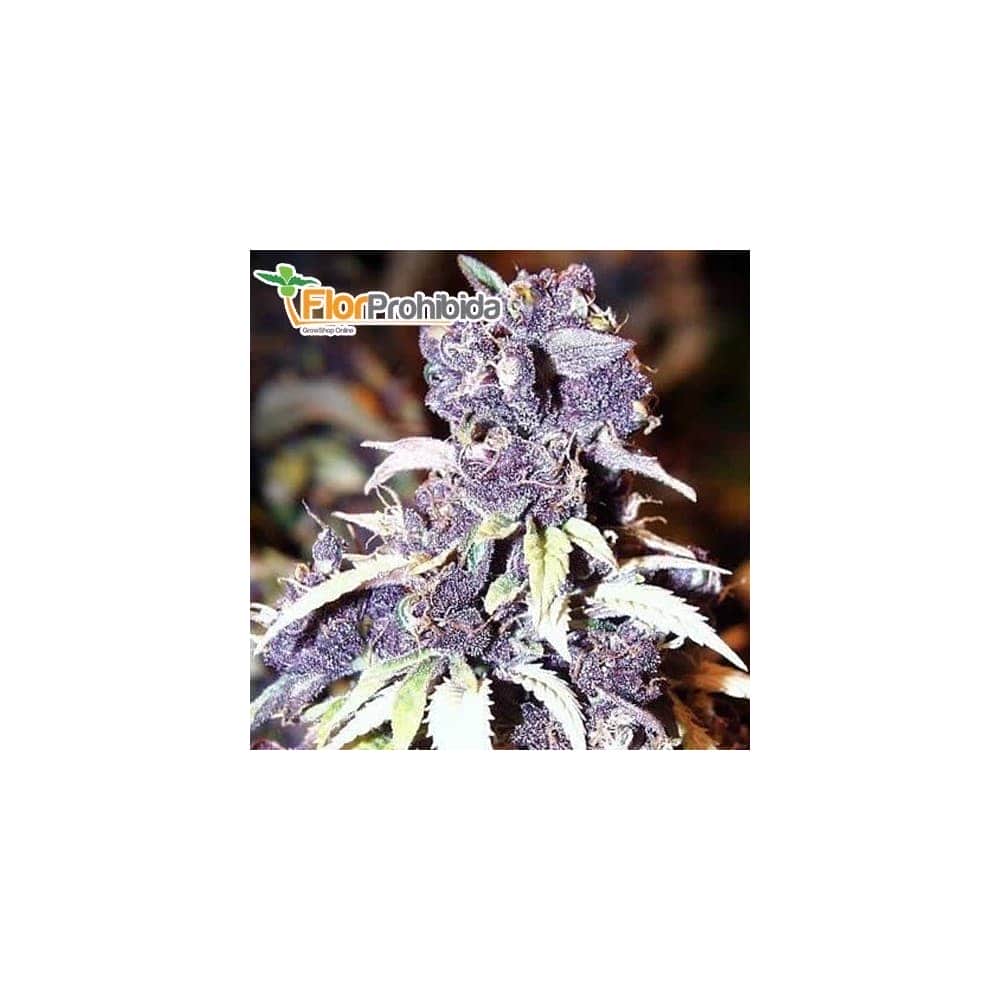 BLUEBERRY (Dutch Passion) Semillas de Marihuana