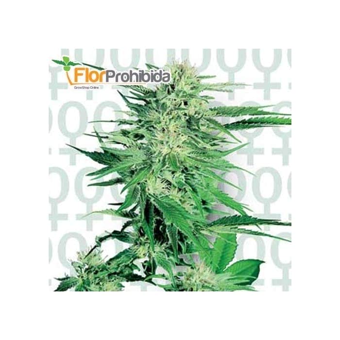 BIG BUD (Sensi Seeds) Semillas de marihuana feminizadas.