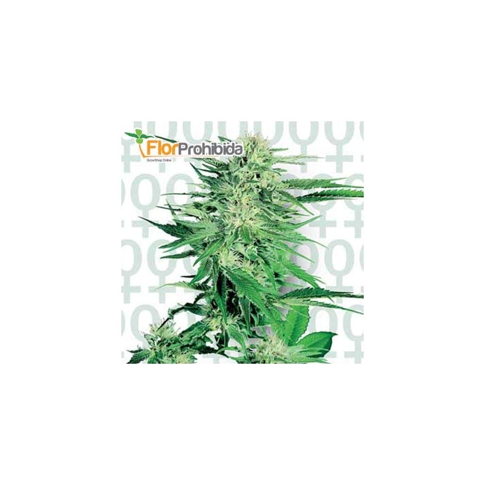 BIG BUD (Sensi Seeds) Semillas de marihuana feminizadas.