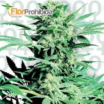 SHIVA SKUNK