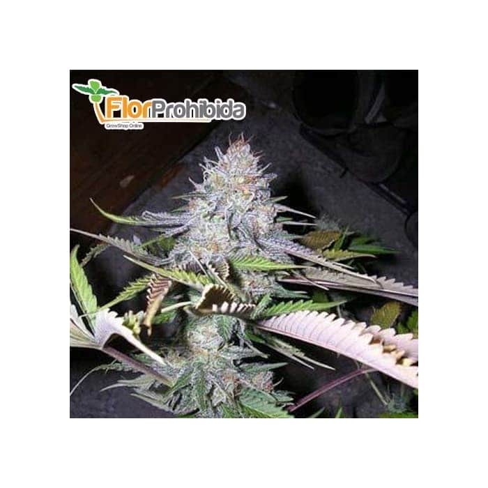 Sweet Seeds Black Jack