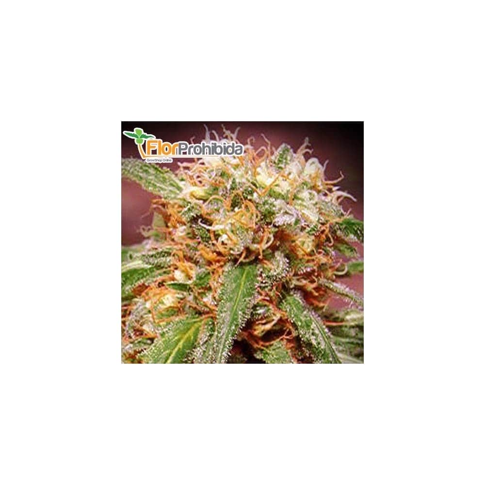 SWEET TAI (Sweet Seeds) - Semillas de marihuana feminizadas