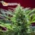 CREAM 47 (Sweet Seeds) - Semillas de marihuana feminizadas
