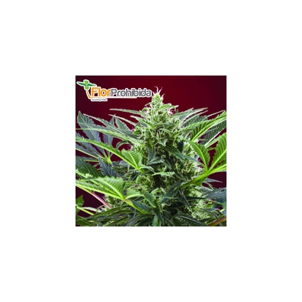 CREAM 47 (Sweet Seeds) - Semillas de marihuana feminizadas