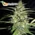 PSICODELICIA (Sweet Seeds) - Semillas de marihuana