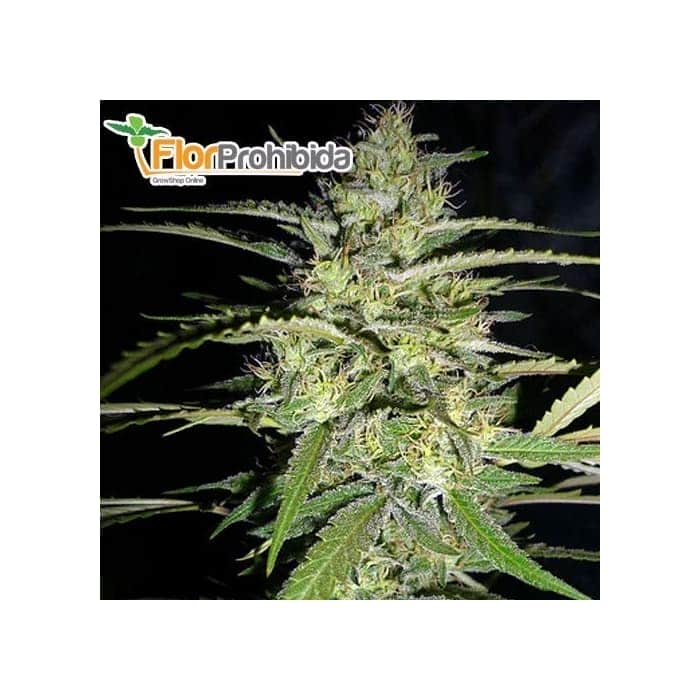 PSICODELICIA (Sweet Seeds) - Semillas de marihuana