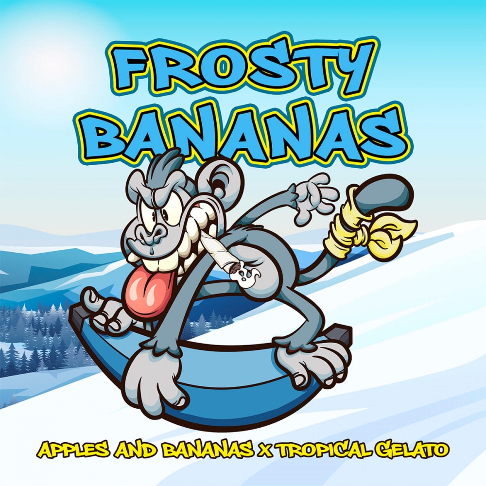 FROSTY BANANAS (Elev8 Seeds) semilla de cannabis para cultivo productivo