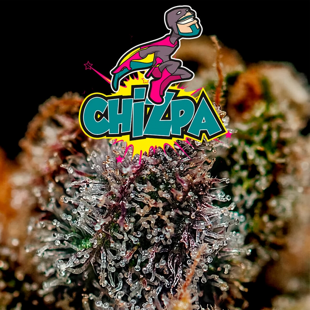 Chizpa By Zatu Positronic Seeds - Semillas de marihuana feminizadas