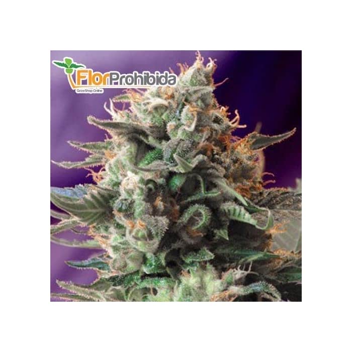JACK 47 (Sweet Seeds) - Semillas de marihuana feminizadas