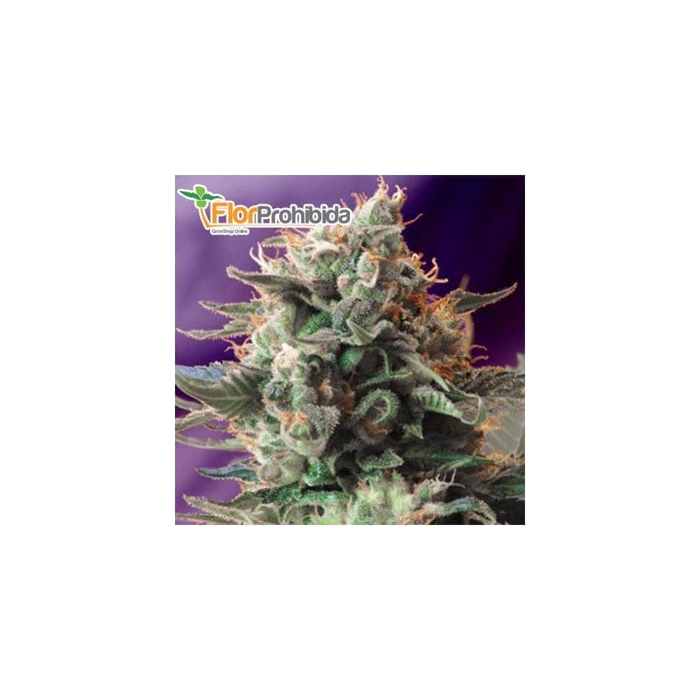 JACK 47 (Sweet Seeds) - Semillas de marihuana feminizadas