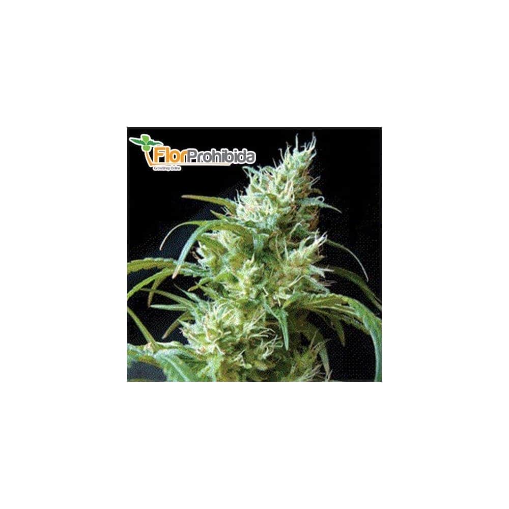 FLASH BLACK 2 (Sweet Seeds) - Semillas feminizadas de marihuana