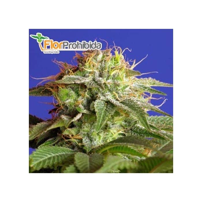 Semillas GREEN POISON FAST VERSION F1 - Sweet Seeds 