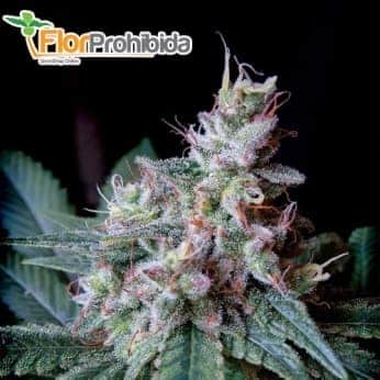 CREAM CARAMEL FAST VERSION (Sweet Seeds) - Semillas feminizadas