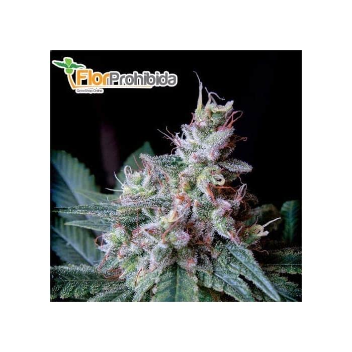 CREAM CARAMEL FAST VERSION (Sweet Seeds) - Semillas feminizadas