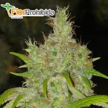 Semillas de marihuana CHRONIC (Serious Seeds) feminizadas