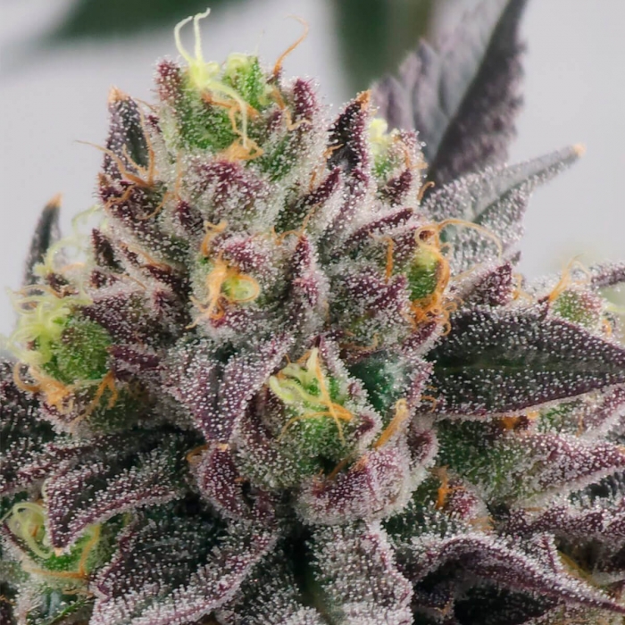 GARY BURGER (Eelev8 Seeds) cogollo morado