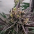 GARY BURGER (Eelev8 Seeds) semillas de marihuana feminizadas