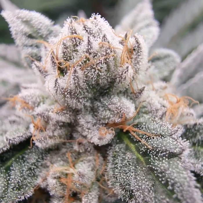 GARY BURGER (Eelev8 Seeds) cogollos con resina