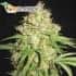 Semillas de marihuana WHITE RUSSIAN (Serious Seeds) feminizada