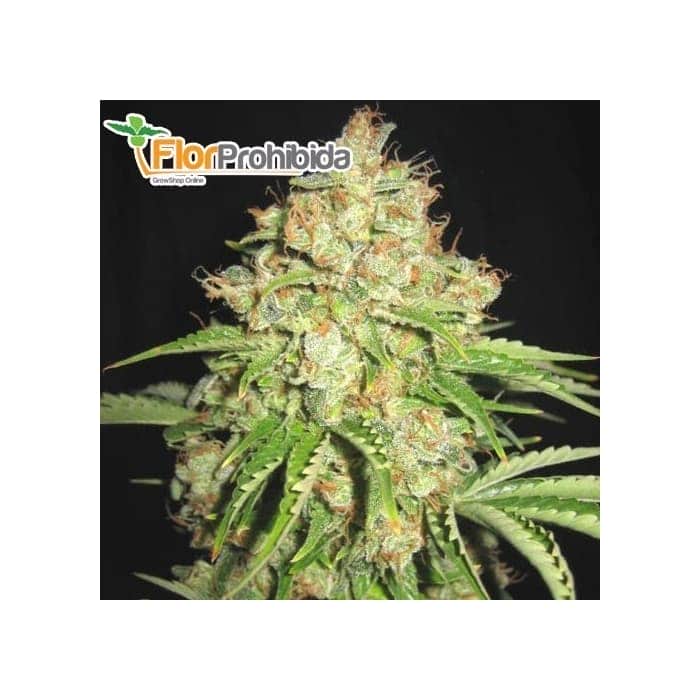 Semillas de marihuana WHITE RUSSIAN (Serious Seeds) feminizada
