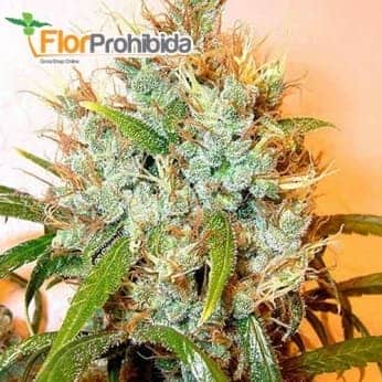Semillas de marihuana KALI MIST (Serious Seeds) feminizadas