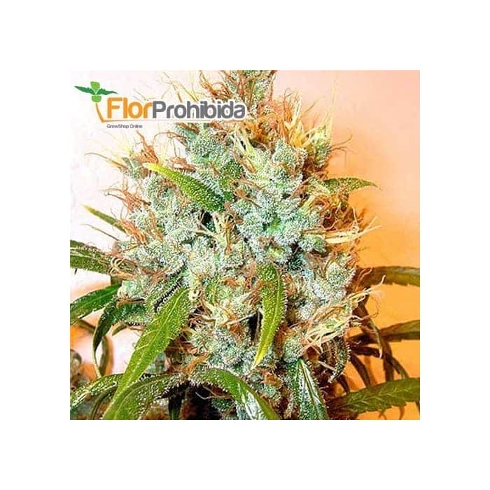 Semillas de marihuana KALI MIST (Serious Seeds) feminizadas
