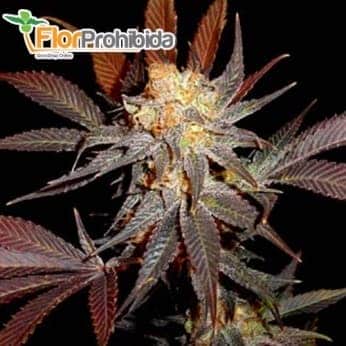 Semillas de marihuana LAVENDER (Soma Seeds) feminizadas