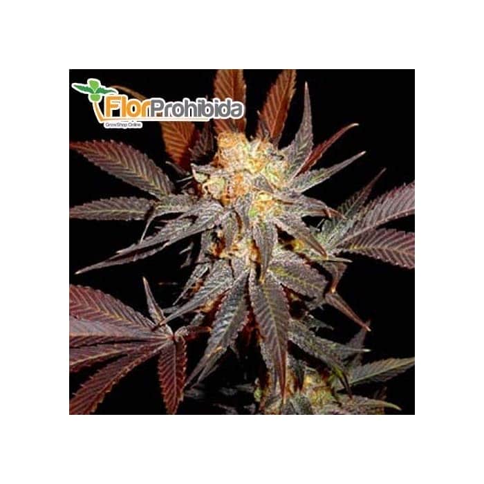 Semillas de marihuana LAVENDER (Soma Seeds) feminizadas