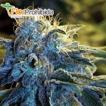 Semillas de marihuana NYC DIESEL (Soma Seeds) feminizadas