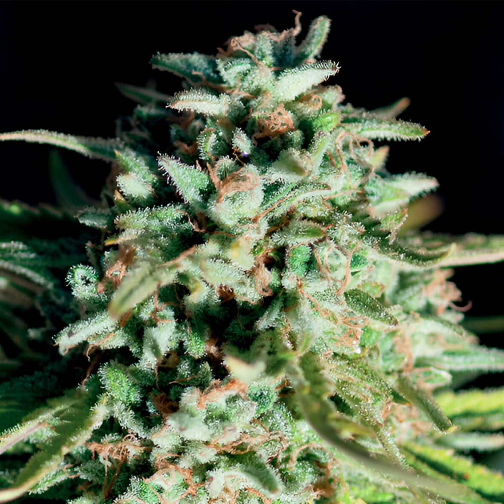 PURE DURBAN (Anesia Seeds) Semilla de marihuana feminizada