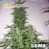 Semillas marihuana AMNESIA HAZE (Soma Seeds) feminizadas