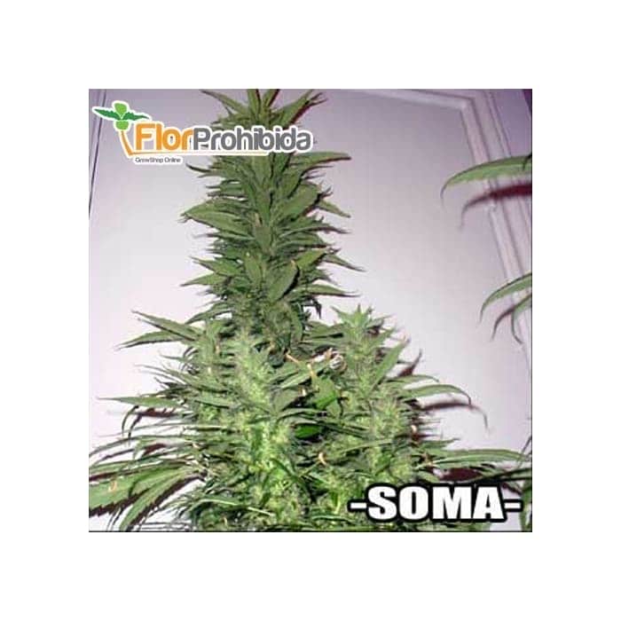Semillas marihuana AMNESIA HAZE (Soma Seeds) feminizadas