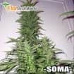 AMNESIA HAZE (Soma Seeds)