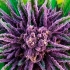 PURPLE THAI (Anesia Seeds) Semillas de marihuana feminizadas