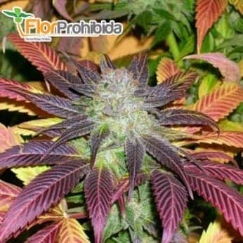 ROCK BUD - Semilla feminizada de marihuana