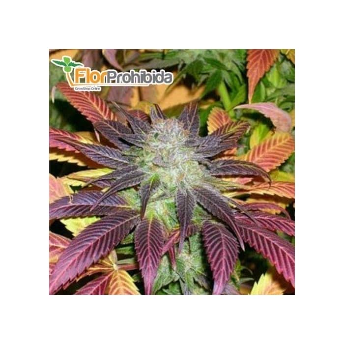 ROCK BUD - Semilla feminizada de marihuana