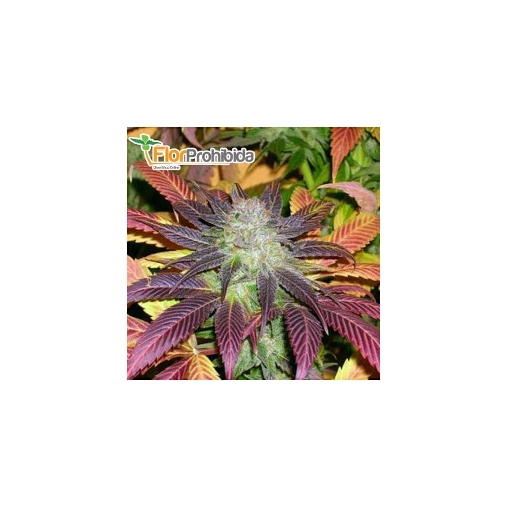 ROCK BUD (Soma Seeds) - Semilla feminizada de marihuana