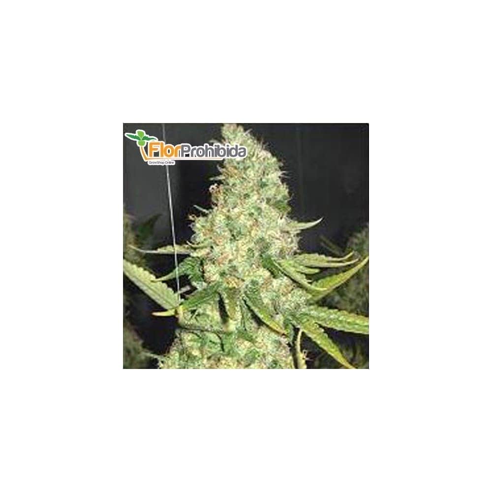 Semillas de marihuana PURE POWER PLANT (Professional Seeds) 
