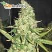 PURE POWER PLANT (Profesional Seeds)