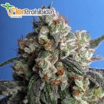BURMESE KUSH (T.H Seeds) - Semillas feminizadas