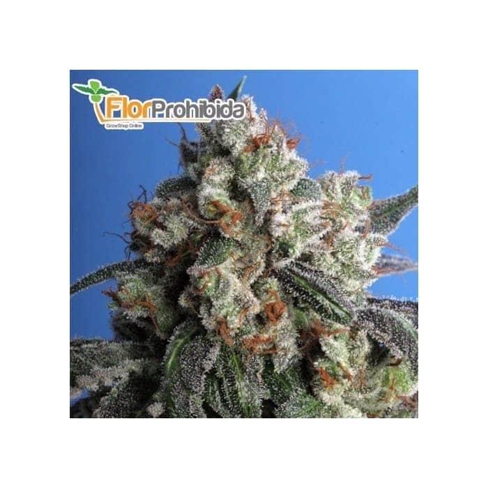 BURMESE KUSH (T.H Seeds) - Semillas feminizadas